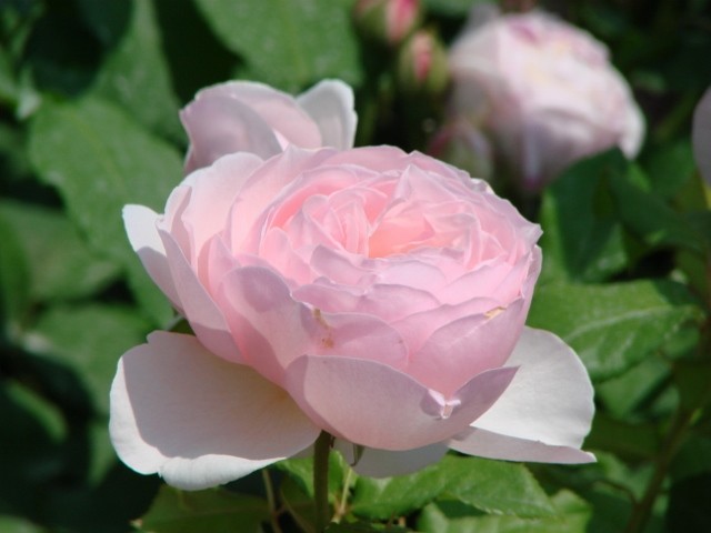 mme isaac periere